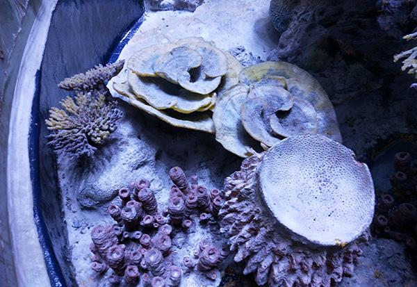 Artificial Coral Reef Display