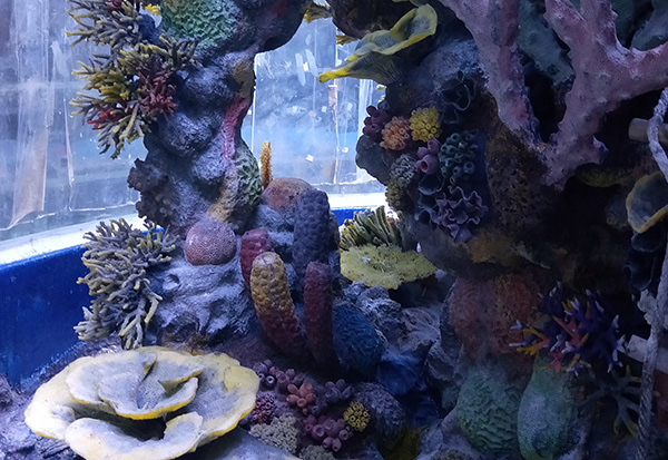 Artificial Coral Reef