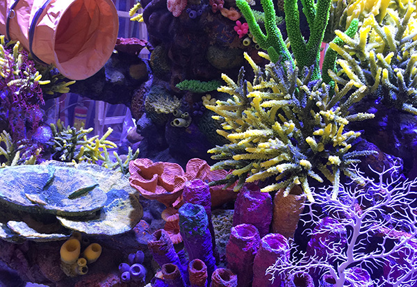 Coral Aquascape Construction