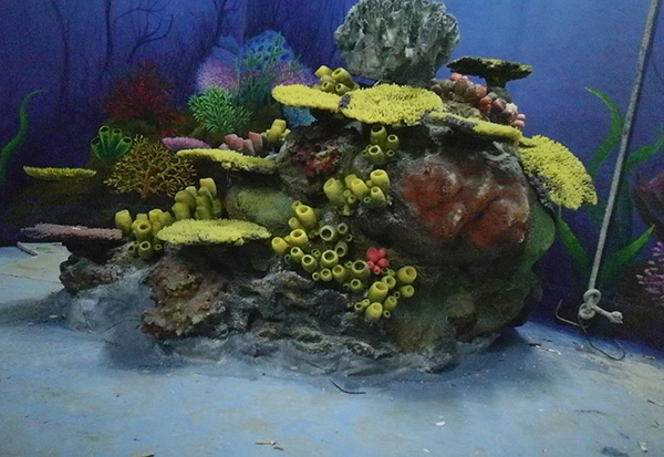 Coral Aquascape Display Pool