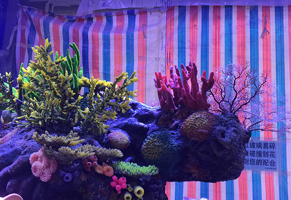 Coral Aquascape Pool Construction