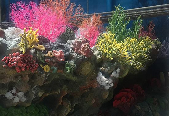 Coral Display Pool Manufacturing