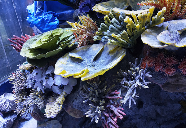 Coral Reef Aquascape Construction II