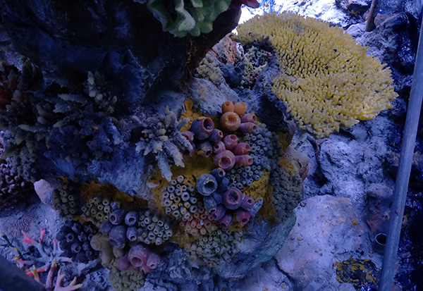 Coral Reef Aquascape Contractor