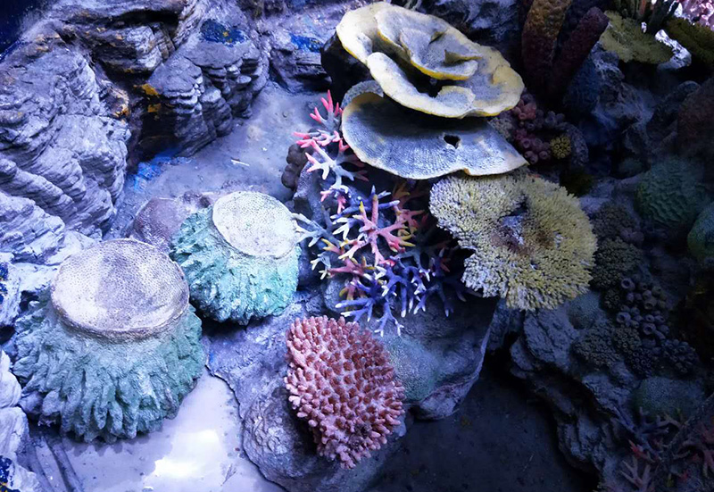 Coral Reef Aquascape Design