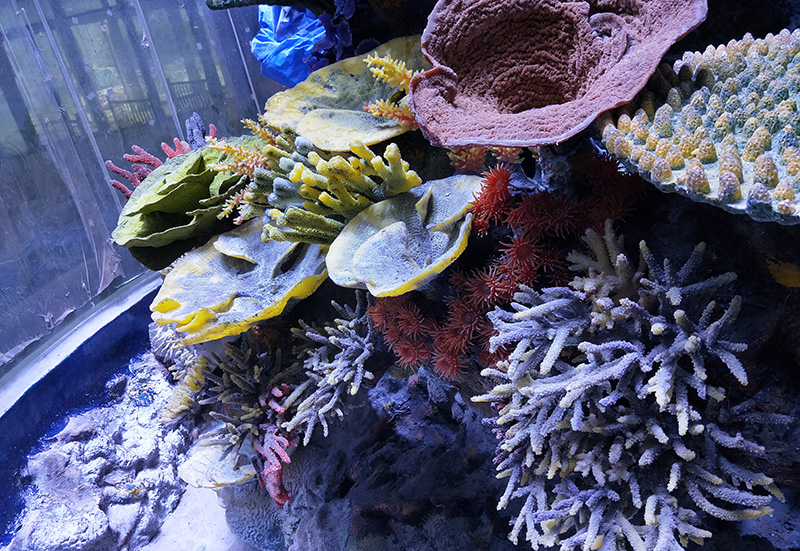 Coral Reef Aquascape II
