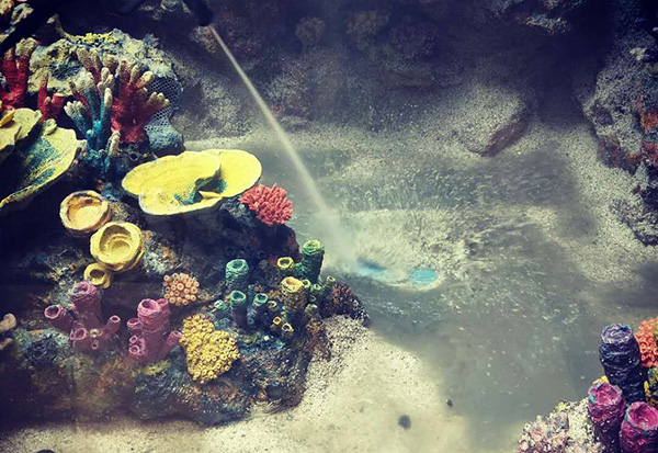Coral Reef Aquascape Service