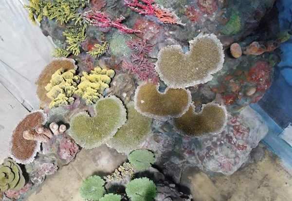 Coral Reef Aquascape
