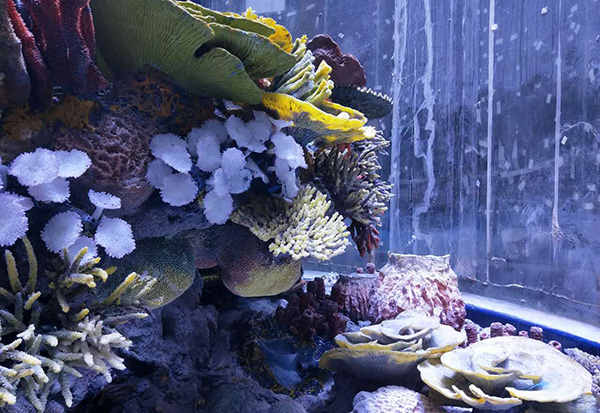 Coral Reef Design & Build
