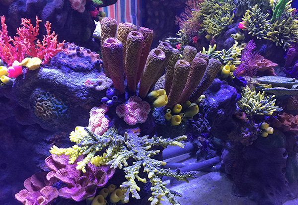 Coral Rock Aquascape