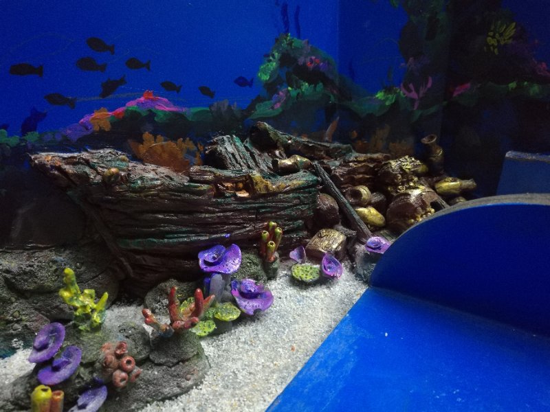 Dolphin Display Pool