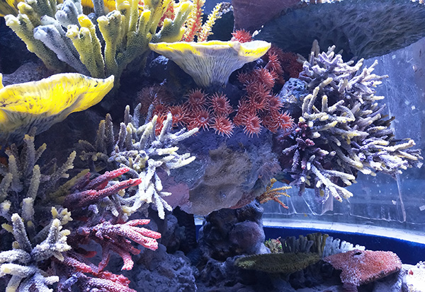 Ocean Park Aquascape