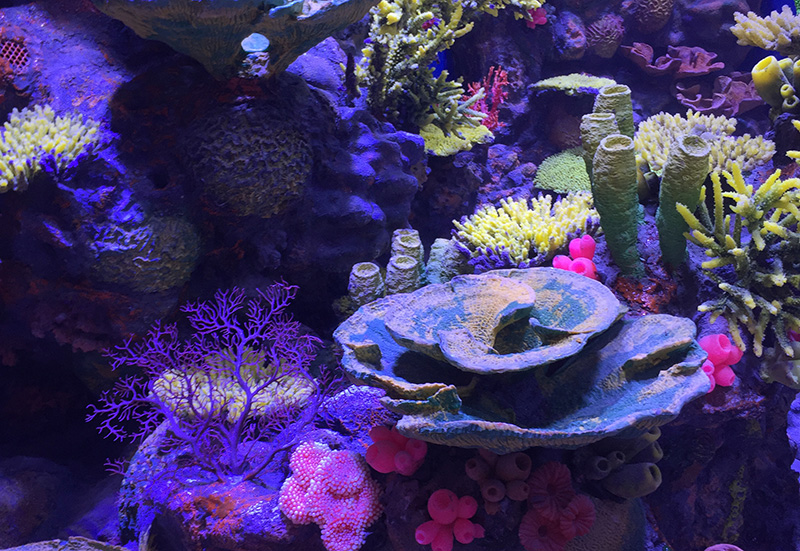 Ocean Park Landscape Design & Build