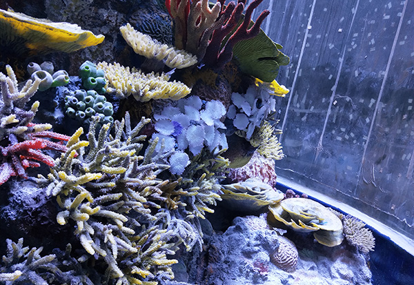 Ocean Park Underwater Aquascape