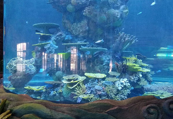 Sea Animal Pool Aquascape Design