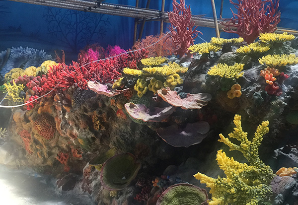 Simulated Coral Pool Construction