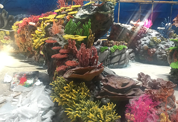 Simulated Coral Pool Design