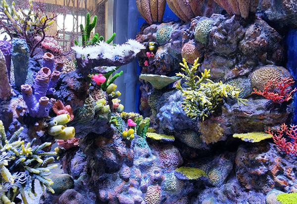 Underwater Aquascape
