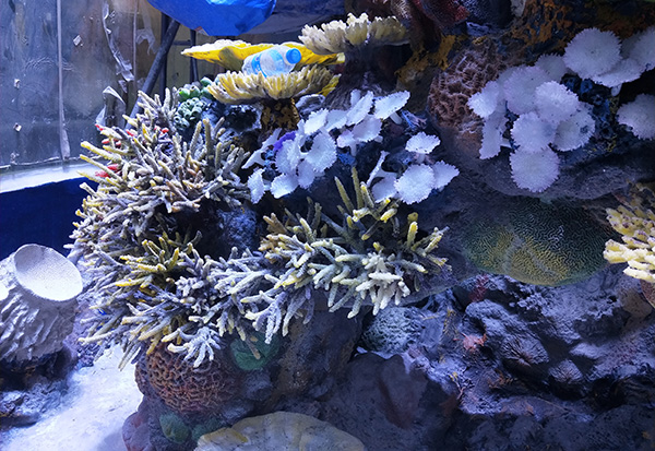 Underwater Coral Aquascape Construction