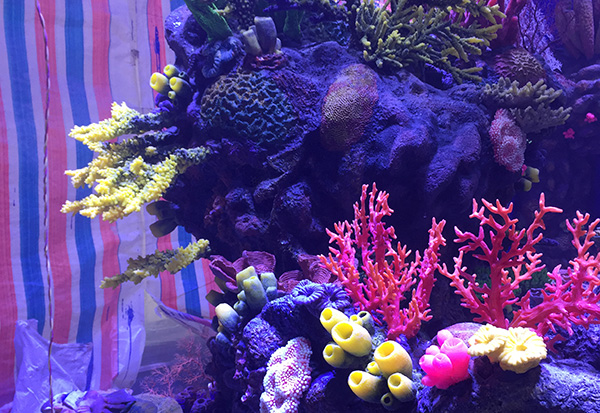 Underwater Coral Aquascape III