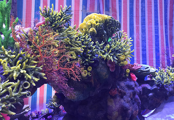 Underwater Coral Aquascape