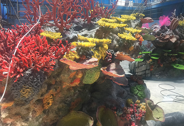 Underwater Coral Display Pool