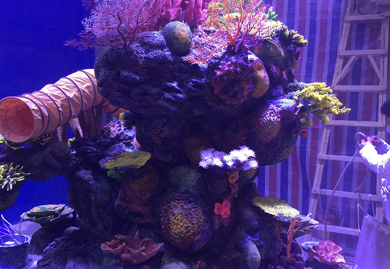 Underwater Coral Rock Formation