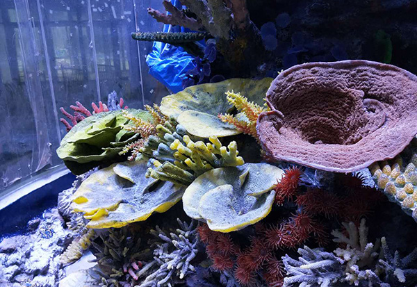 Underwater World Coral Reef